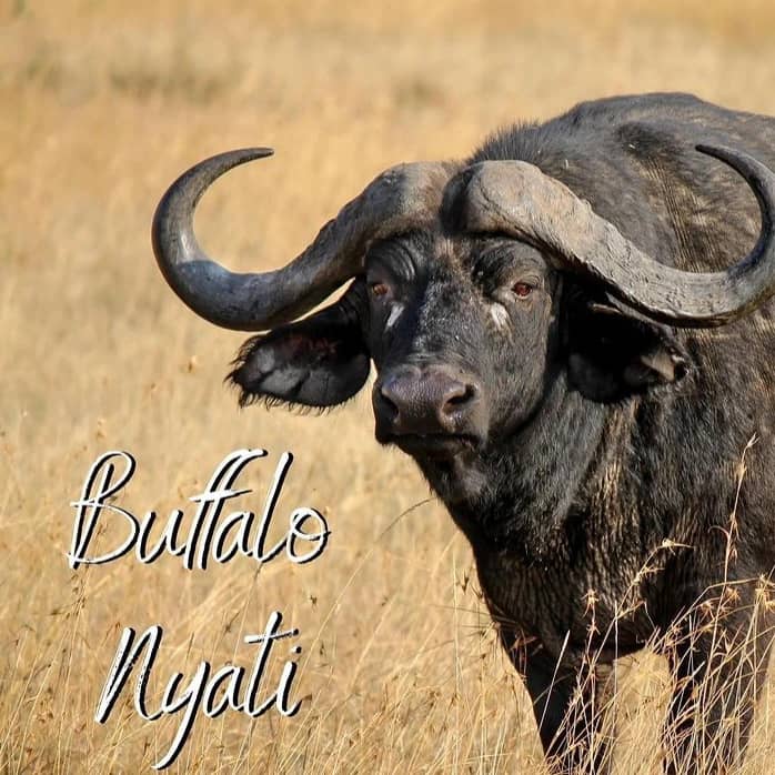 3 DAYS WILDLIFE SAFARIS