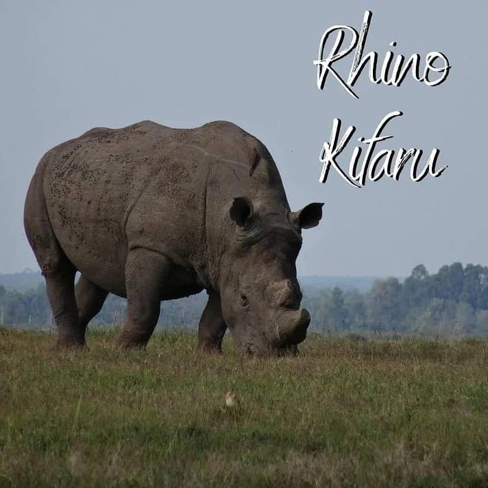 6 DAYS WILDLIFE SAFARI